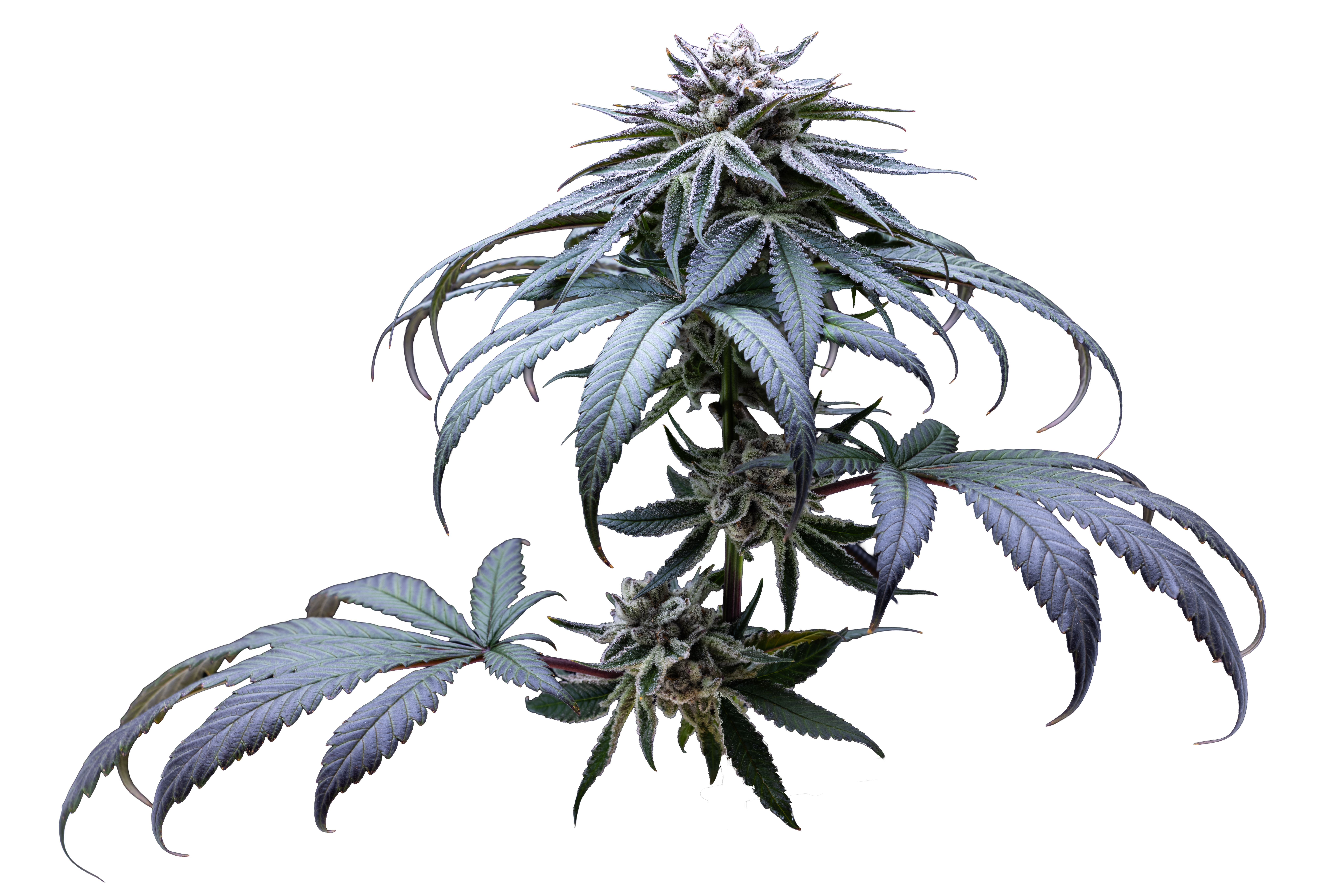 Vertical Cannabis | Our Marijuana Strains