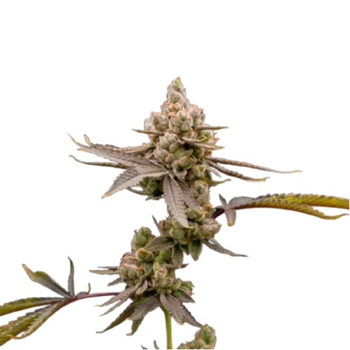 Close-up of a green marijuana flower